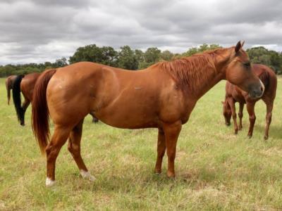 Paddys Gin Mara JW<br>AQHA 5411536